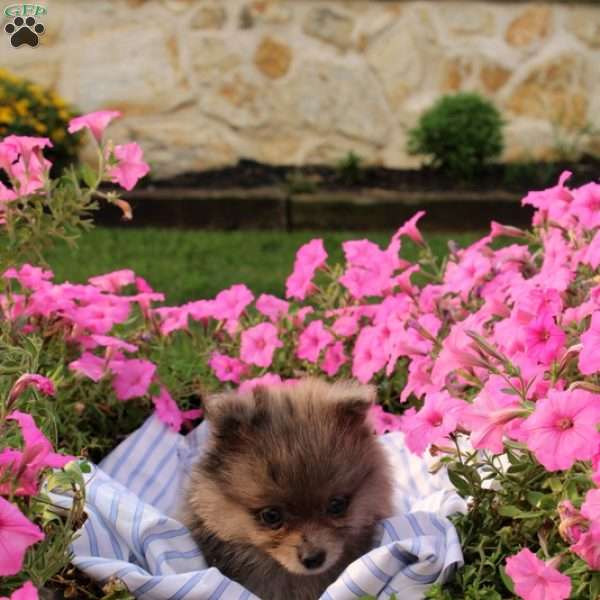 Angel, Pomeranian Puppy